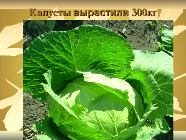 Капусты вырастили 300кг 