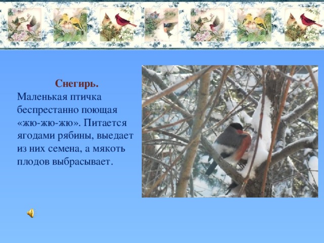 Снегирь. Маленькая птичка беспрестанно поющая «жю-жю-жю». Питается ягодами рябины, выедает из них семена, а мякоть плодов выбрасывает. 