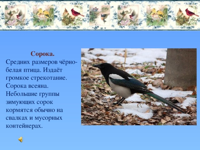 Сорока. Средних размеров чёрно-белая птица. Издаёт громкое стрекотание. Сорока всеяна. Небольшие группы зимующих сорок кормятся обычно на свалках и мусорных контейнерах. 