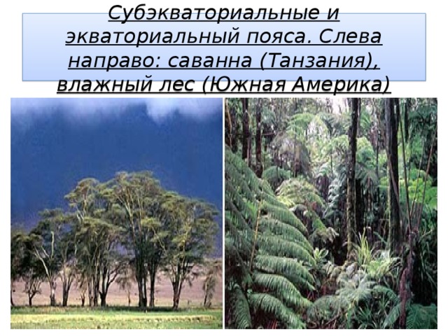 Субэкваториальные и экваториальный пояса. Слева направо: саванна (Танзания), влажный лес (Южная Америка) 