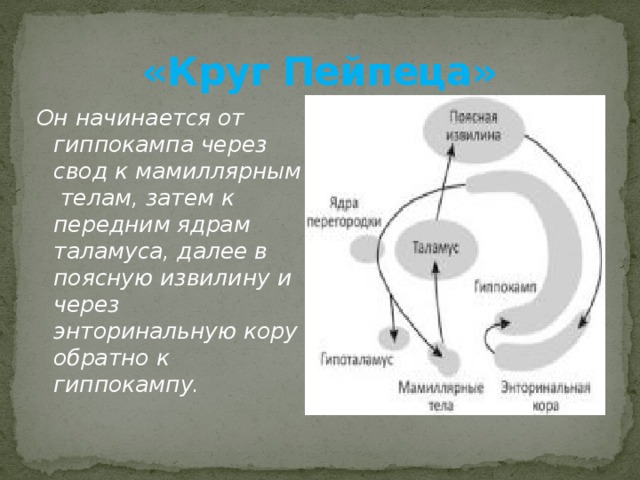 Круг папеца. Большой лимбический круг Пейпеца. Круг Пейпеца лимбическая система. Круг Наута лимбическая система. Круг Пейпеца структуры.