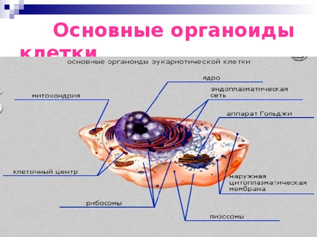 Функции органеллы рисунок