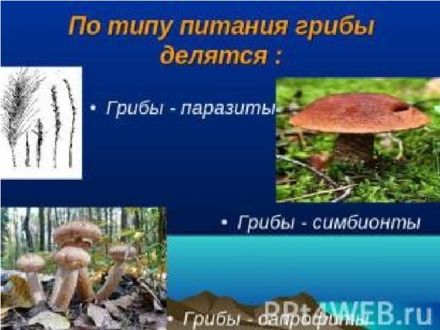 Лабораторная работа № 10 Сравнительная характеристика низших и высших грибов