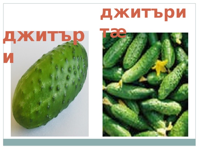  джитъри джитърит æ 