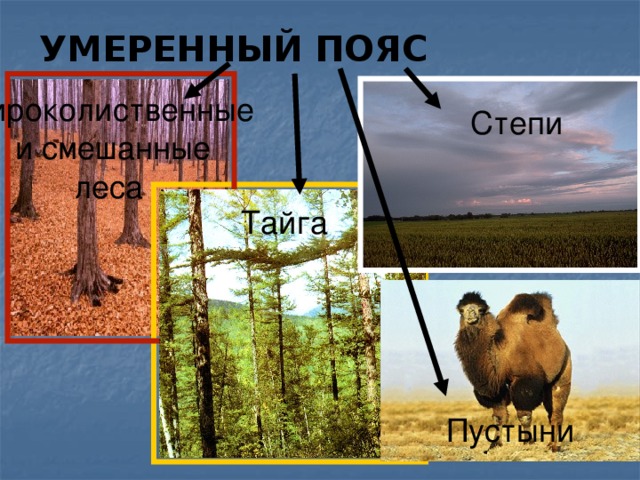 Зоны умеренного пояса. Умеренный пояс. Умеренный пояс презентация. Лесные зоны умеренного пояса животные.