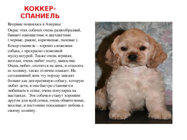 Презентация "Породы собак"