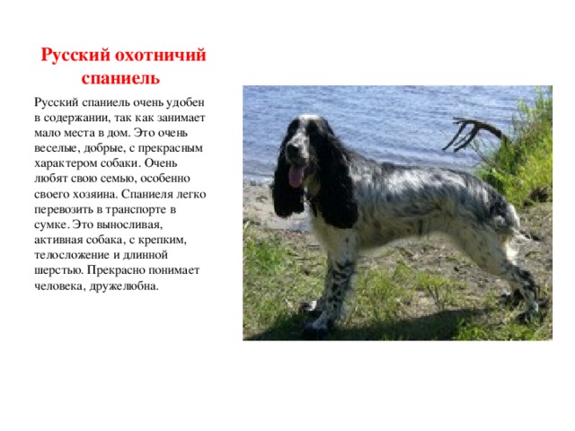 Презентация "Наши верные друзья" (4 класс) по окружающему миру - скачать проект