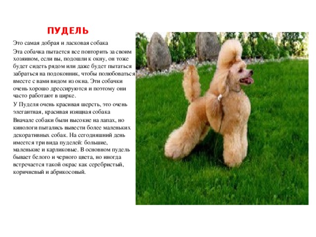 Презентация на тему собака пудель