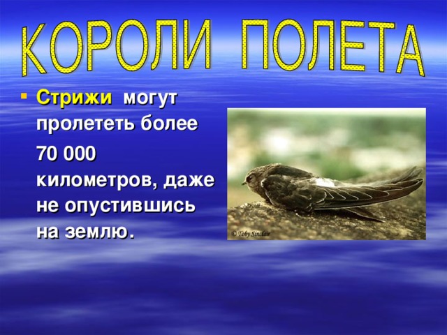Стриж не может взлететь с земли почему. Стрижи могут спать на лету. Стрижи не спускаются на землю. Птичьи профессии презентация. Доклад о Стрижах.