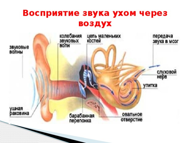 Восприятие звука рисунок