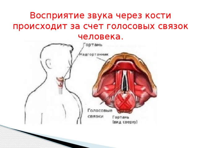 Высота голоса зависит от голосовых связок