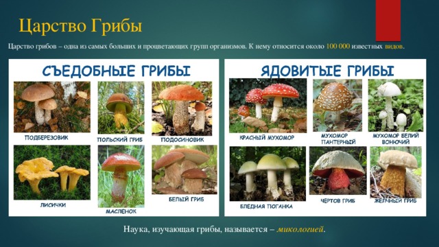 Царство Грибы Царство грибов – одна из самых больших и процветающих групп организмов. К нему относится около 100 000 известных видов . Наука, изучающая грибы, называется – микологией . 