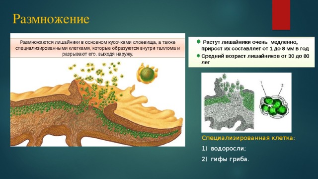 Размножение  Специализированная клетка: водоросли; гифы гриба. 
