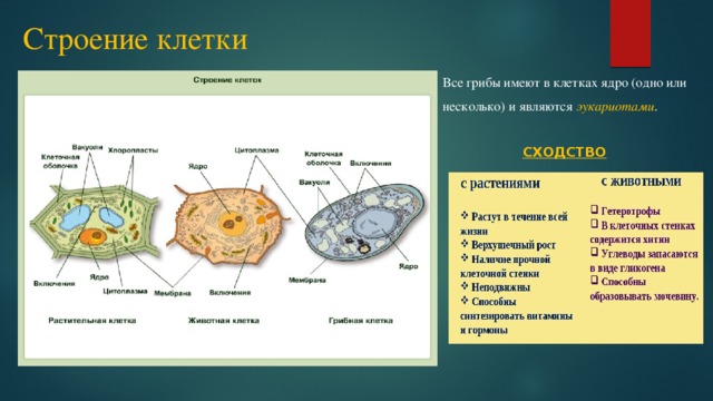 Строение клетки Все грибы имеют в клетках ядро (одно или несколько) и являются эукариотами . СХОДСТВО 