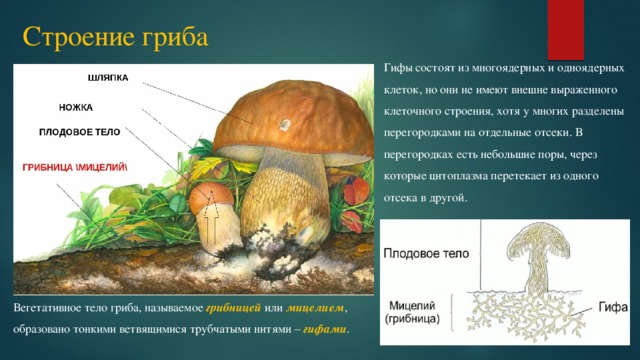 Строение гриба Гифы состоят из многоядерных и одноядерных клеток, но они не имеют внешне выраженного клеточного строения, хотя у многих разделены перегородками на отдельные отсеки. В перегородках есть небольшие поры, через которые цитоплазма перетекает из одного отсека в другой. Вегетативное тело гриба, называемое грибницей или мицелием , образовано тонкими ветвящимися трубчатыми нитями – гифами . 