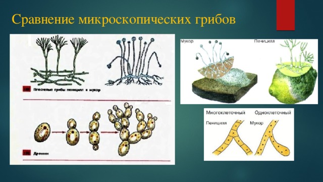 Сравнение микроскопических грибов 
