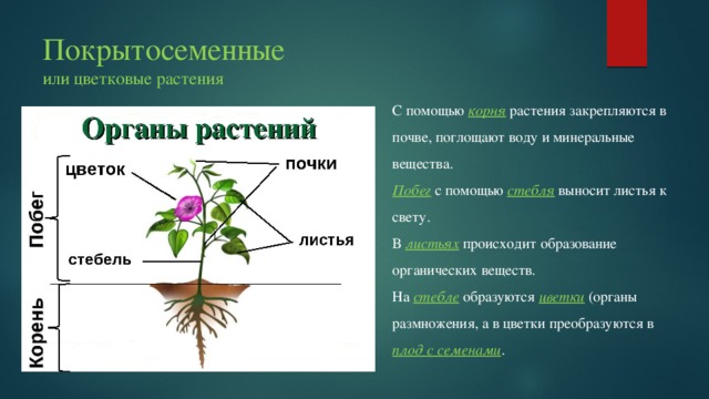 Функции органа стебля. Строение растения. Строение органов растений. Строение частей цветковых растений. Органы покрытосеменных растений.