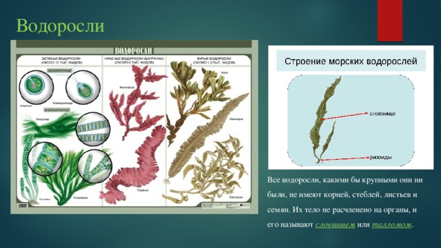 Бурые водоросли имеют корни