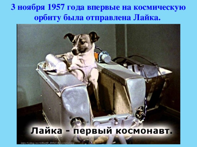 3 ноября 1957 года впервые на космическую орбиту была отправлена Лайка. 