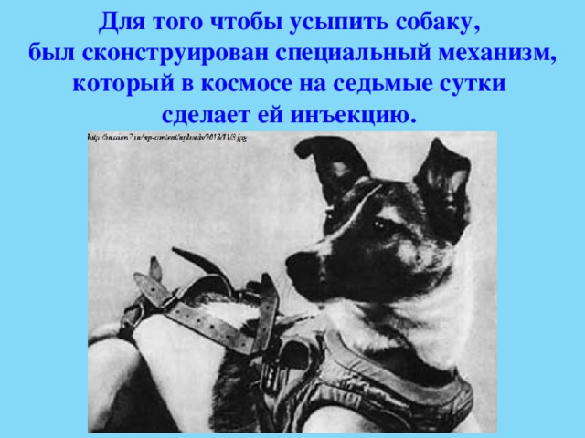 Для того чтобы усыпить собаку, был сконструирован специальный механизм, который в космосе на седьмые сутки сделает ей инъекцию. 