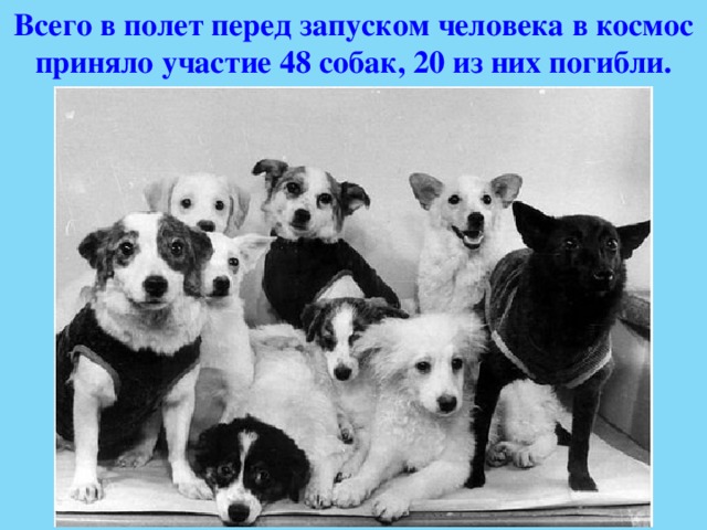 Всего в полет перед запуском человека в космос приняло участие 48 собак, 20 из них погибли. 