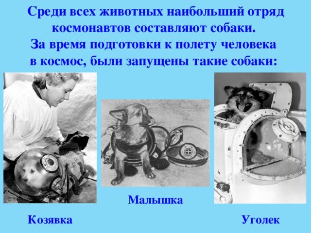 Среди всех животных наибольший отряд космонавтов составляют собаки. За время подготовки к полету человека в космос, были запущены такие собаки: Малышка Козявка Уголек 