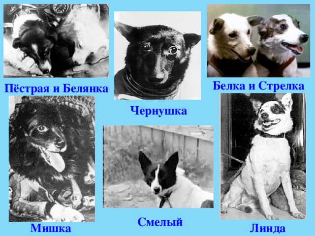 Белка и Стрелка Пёстрая и Белянка Чернушка Смелый Мишка Линда 