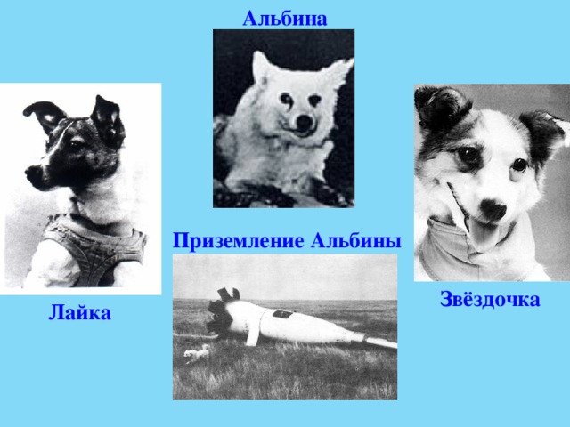 Альбина Приземление Альбины Звёздочка Лайка 