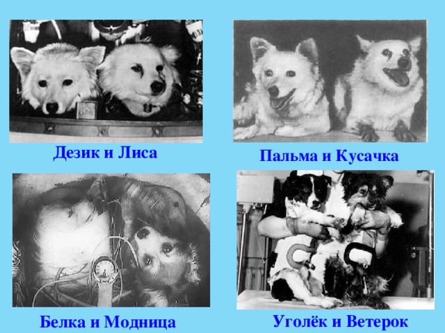 Дезик и Лиса Пальма и Кусачка Уголёк и Ветерок Белка и Модница 