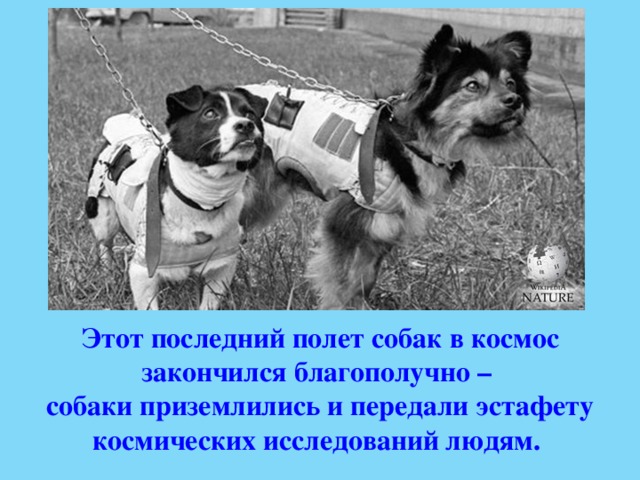 Этот последний полет собак в космос закончился благополучно – собаки приземлились и передали эстафету космических исследований людям. 