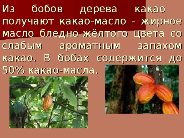 Из бобов дерева какао получают какао-масло - жирное масло бледно-жёлтого цвета со слабым ароматным запахом какао. В бобах содержится до 50% какао-масла. 