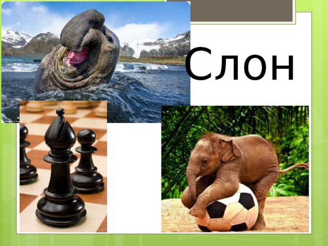 Вопросы найди общее. Что общего картинки с ответами. Загадка Найди общее. Где логика по биологии. Где логика животные.