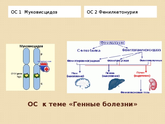 ОС 1 Муковисцидоз ОС 2 Фенилкетонурия ОС к теме «Генные болезни» 