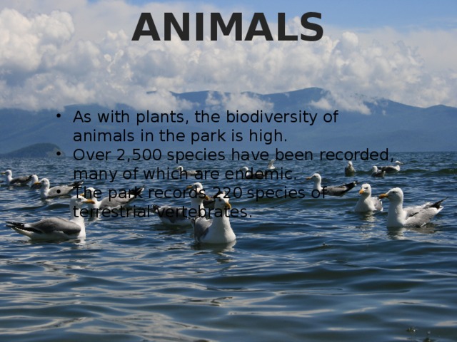 ANIMALS As with plants, the biodiversity of animals in the park is high. Over 2,500 species have been recorded, many of which are endemic. The park records 220 species of terrestrial vertebrates. 