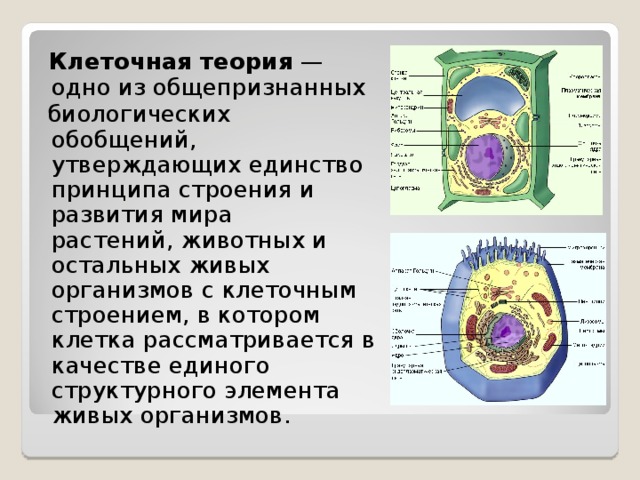 Проект строение клетки 5 класс