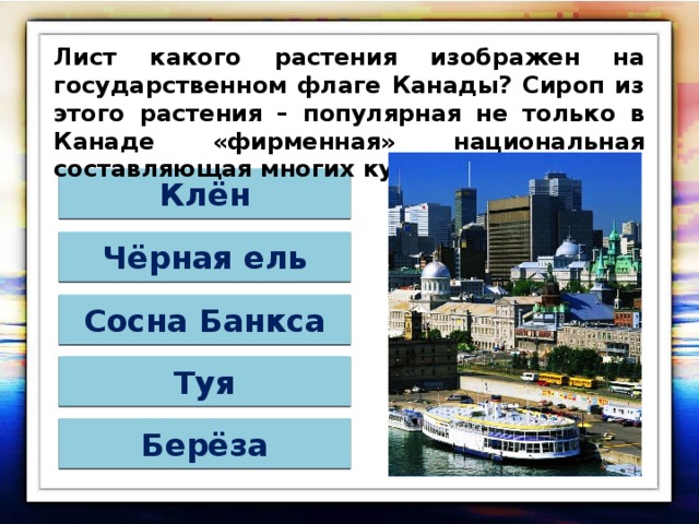 Лист какого растения изображен на государственном флаге Канады? Сироп из этого растения – популярная не только в Канаде «фирменная» национальная составляющая многих кушаний. Клён Чёрная ель Сосна Банкса Туя Берёза 