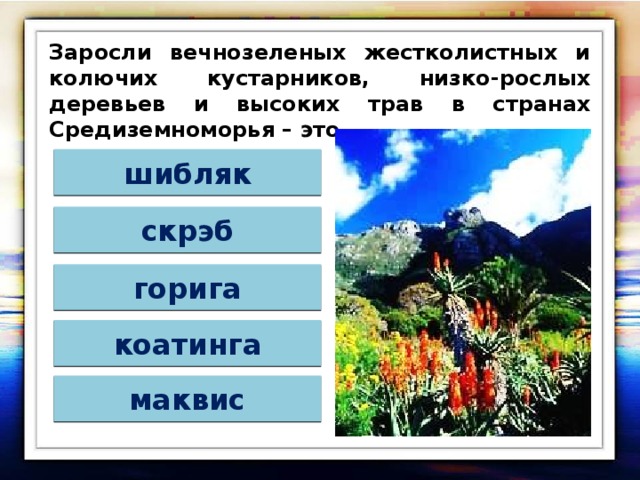 Заросли вечнозеленых жестколистных и колючих кустарников, низко-рослых деревьев и высоких трав в странах Средиземноморья – это … шибляк скрэб горига коатинга маквис 