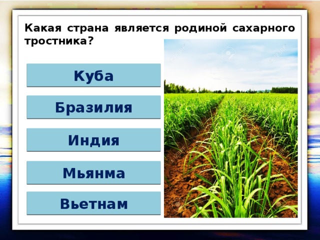 Какая страна является родиной сахарного тростника? Куба Бразилия Индия Мьянма Вьетнам 