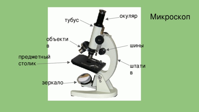 Микроскоп окуляр тубус объектив шины предметный столик штатив зеркало 