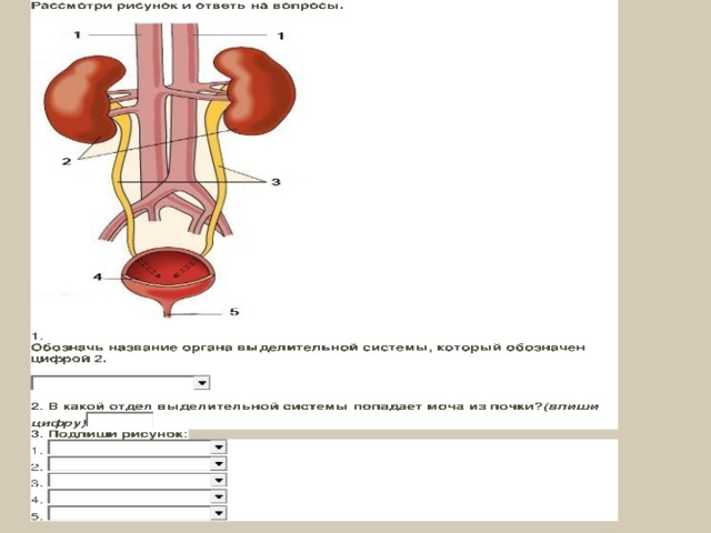 Рассмотрите схему мочевыделительной системы