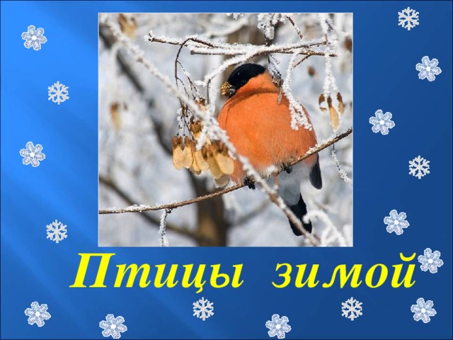 Проект про птиц 4 класс Презентация "Зимующие птицы"