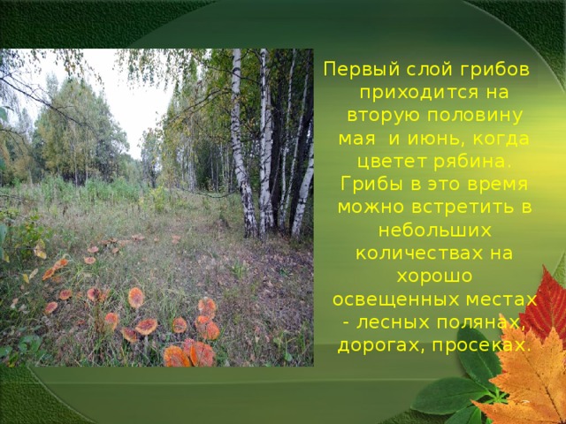   Первый слой грибов приходится на вторую половину мая и июнь, когда цветет рябина. Грибы в это время можно встретить в небольших количествах на хорошо освещенных местах - лесных полянах, дорогах, просеках. 