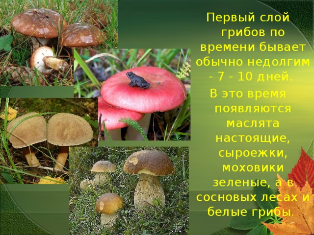 Первый слой грибов по времени бывает обычно недолгим - 7 - 10 дней. В это время появляются маслята настоящие, сыроежки, моховики зеленые, а в сосновых лесах и белые грибы.  