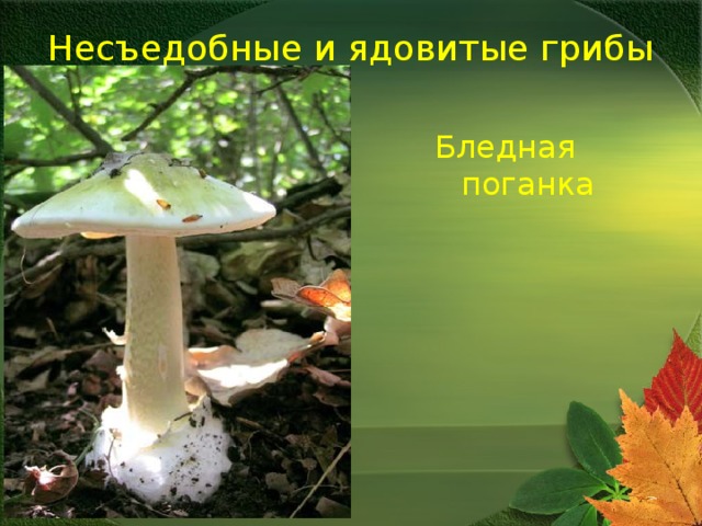 Несъедобные и ядовитые грибы Бледная поганка 