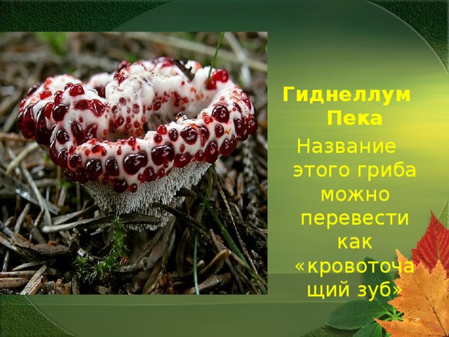Гиднеллум Пека Название этого гриба можно перевести как «кровоточащий зуб» 