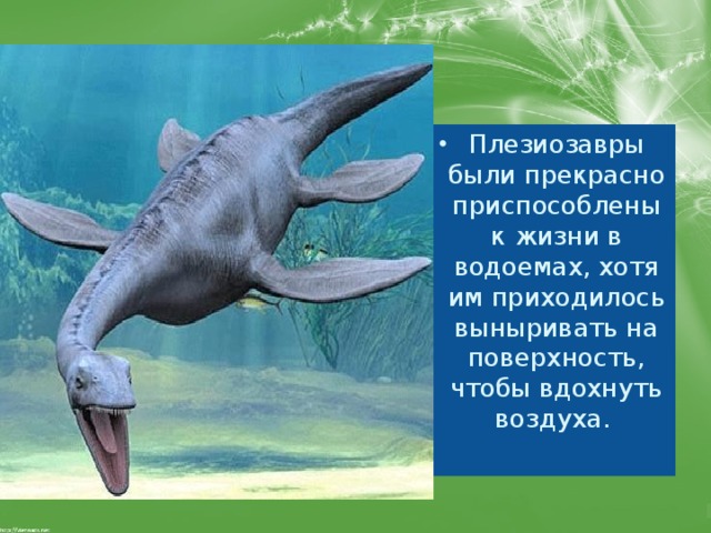 Плезиозавры были прекрасно приспособлены к жизни в водоемах, хотя им приходилось выныривать на поверхность, чтобы вдохнуть воздуха.  