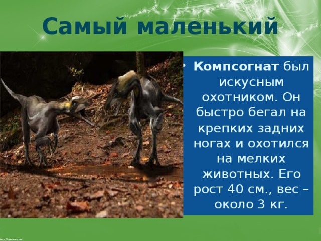 Самый маленький Компсогнат  был искусным охотником. Он быстро бегал на крепких задних ногах и охотился на мелких животных. Его рост 40 см., вес –около 3 кг. 