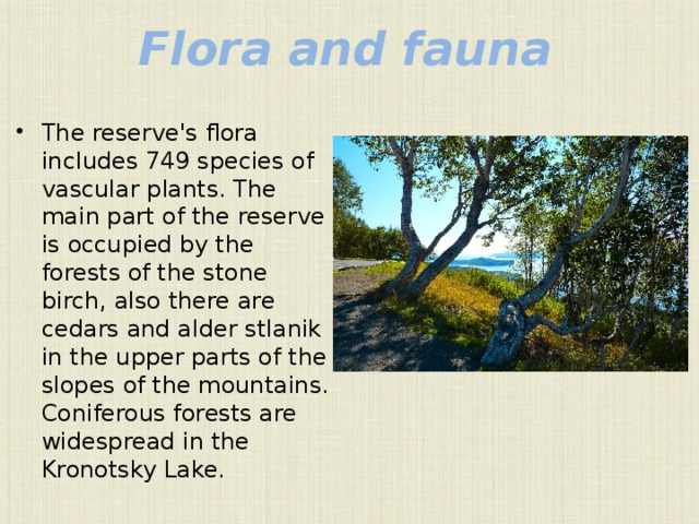 Flora and fauna   The reserve's flora includes 749 species of vascular plants. The main part of the reserve is occupied by the forests of the stone birch, also there are cedars and alder stlanik in the upper parts of the slopes of the mountains. Coniferous forests are widespread in the Kronotsky Lake. 