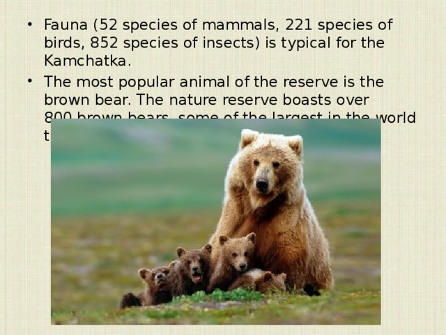 Fauna (52 species of mammals, 221 species of birds, 852 species of insects) is typical for the Kamchatka. The most popular animal of the reserve is the brown bear. The nature reserve boasts over 800 brown bears, some of the largest in the world that can grow to over 540 kg. 