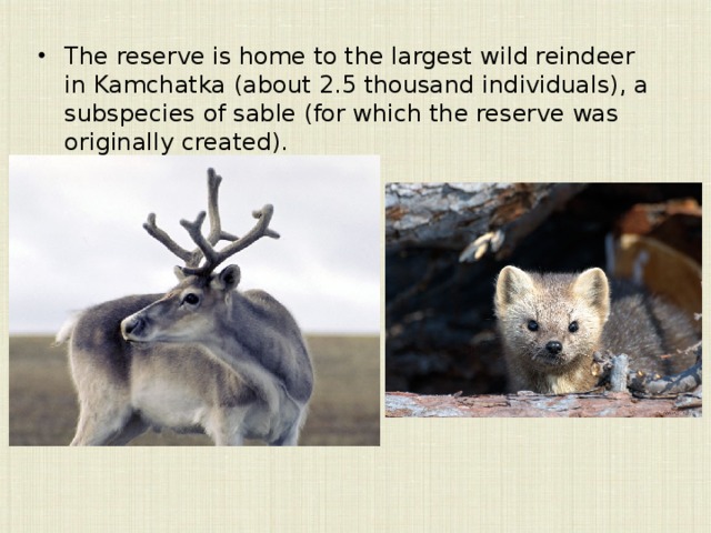 The reserve is home to the largest wild reindeer in Kamchatka (about 2.5 thousand individuals), a subspecies of sable (for which the reserve was originally created). 